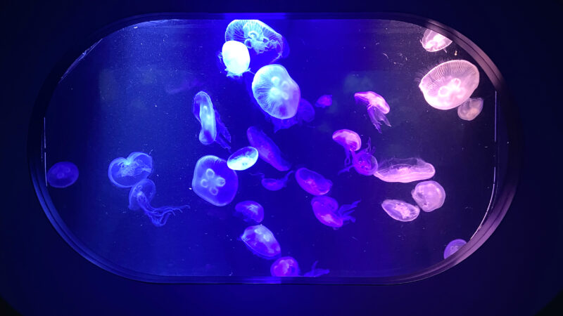 夜の水族館／マリンワールド海の中道🐬