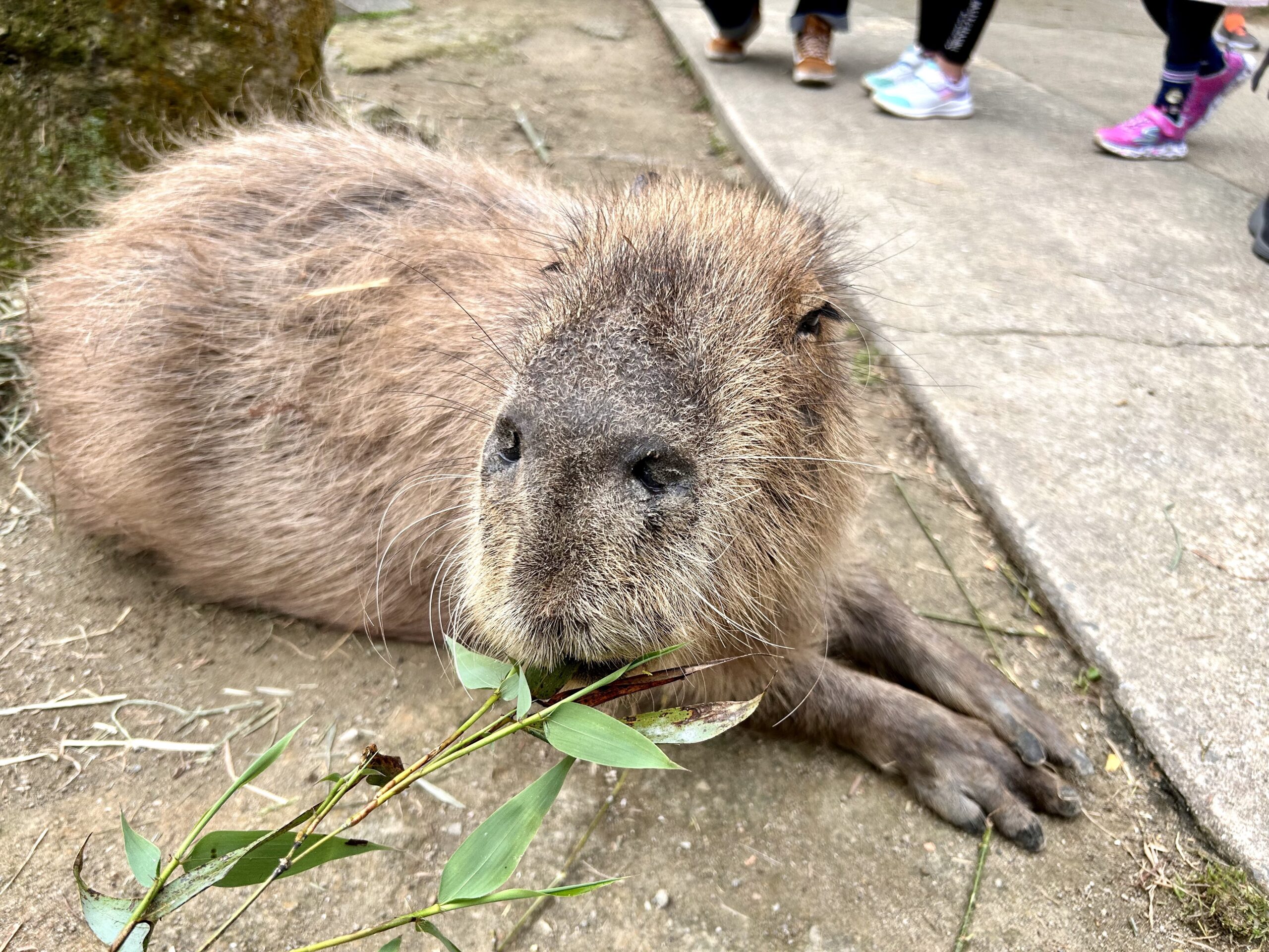 長崎県西海市の動物園『バイオパーク』に行ってきた | muchu!