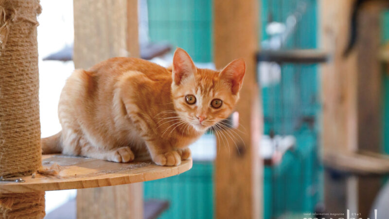 譲渡ができる猫カフェ Myao 武雄店〈武雄市〉