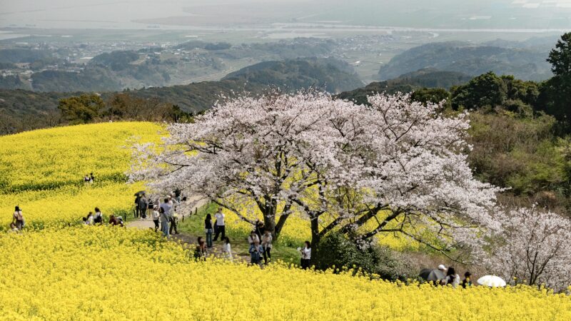【諫早市】白木峰高原の桜と菜の花を満喫！道の駅251いいもりにも立ち寄りました