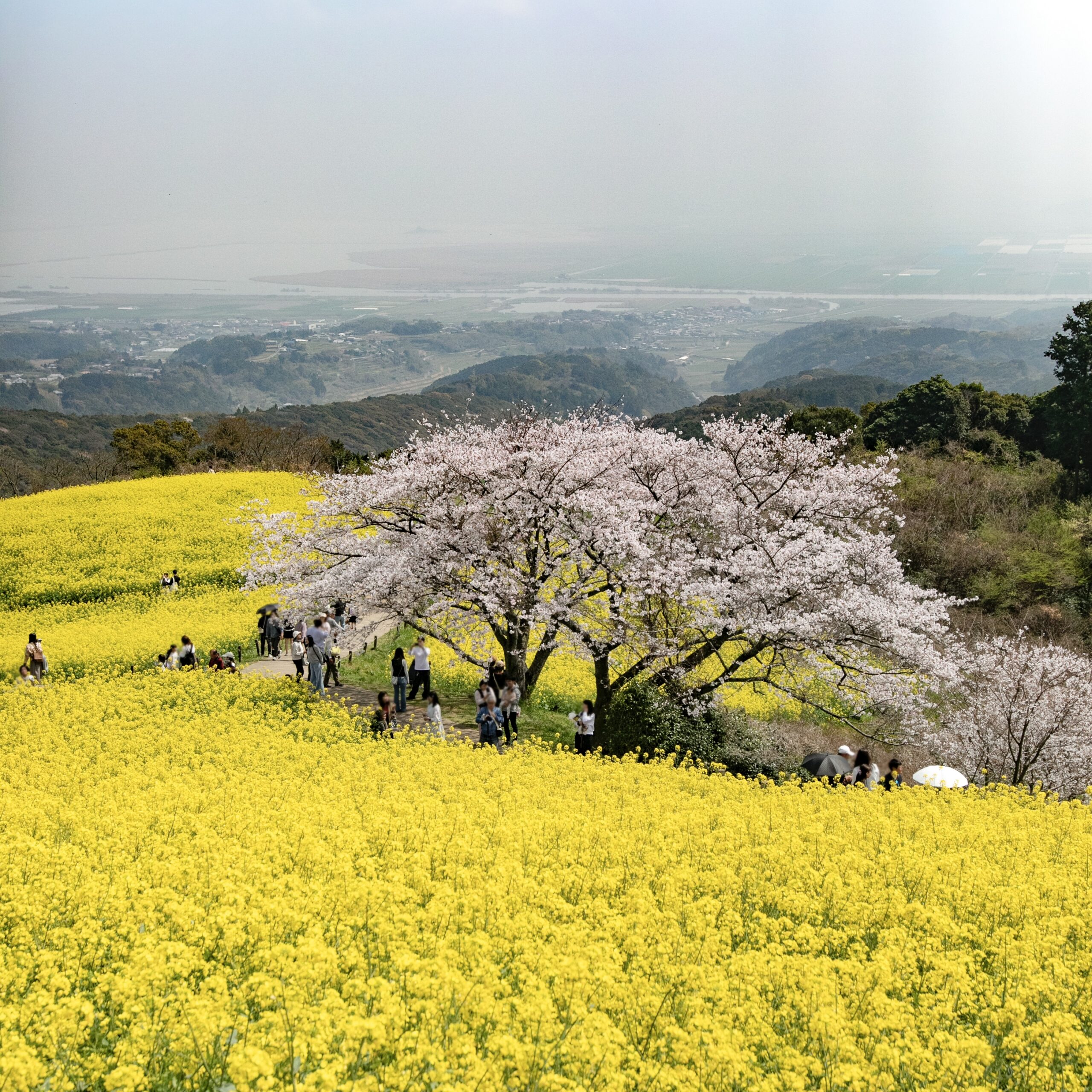 諫早市】白木峰高原の桜と菜の花を満喫！道の駅251いいもりにも
