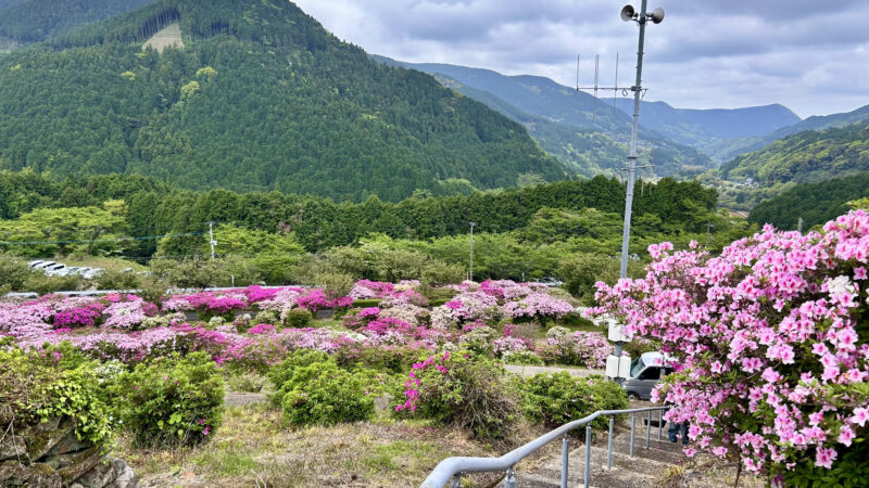 【伊万里市】竹の古場公園つつじ祭りに行ってきました！花とイベント、グルメも楽しんだGW初日